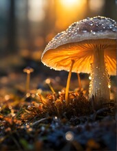 Brown Mushroom With A Sunrise In The Background, Dew Drops On The Cap, Sunlight And Grass.