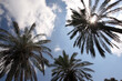 Bottom view of magnificent palm leaves against a blue sky in Caesrea, Israel