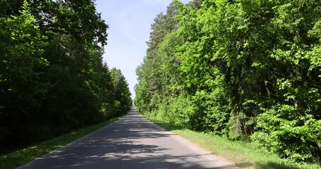 Wall Mural - paved road with trees in the forest in sunny weather, trees along the paved road for cars