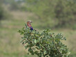 lilac breasted roller bird perched on a tree branch in the wild savannah of tarangire national park, tanzania