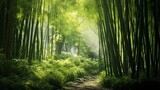Fototapeta Dziecięca - A tranquil bamboo forest with dappled sunlight