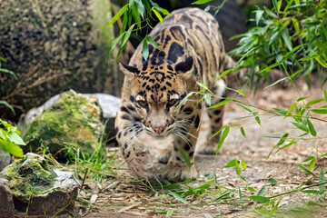 Poster - clouded leopard