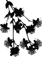 Sticker - cherry tree flowers black silhouettes on white