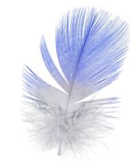 Wall Mural - blue parrot small feather isolated on white