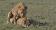 pair of african lions mating in the wild savannah of serengeti national park, tanzania