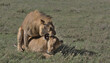 male african lion mounted on female lioness mating in the wild savannah of serengeti national park, tanzania