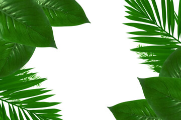 Wall Mural - green tropical plants frame on white background. natural leaf and palm leaves border with copy space