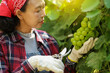 Woman cutting green grapes with pruning shears in the morning. Farmer grape harvesting in vineyard concept.