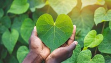 Green Heart Heart Shaped Leaves In Hands Natural Green Background