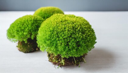 Wall Mural - green tuft leucobryum moss on white background pincushion grow natural mosses for garden or home decor