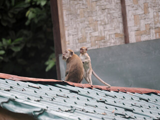 Wall Mural - Long-tailed Macaque, Macaca fascicularis, sitting in on the roof of a bungalow of Sumatra, Indonesia