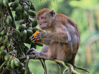 Wall Mural - Young Long-tailed Macaque, Macaca fascicularis, eating palm fruit, Sumatra, Indonesia