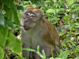 Wall Mural - Long-tailed Macaque, Macaca fascicularis, sitting in the tall grass of Sumatra, Indonesia