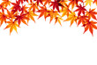 © asirf444 - 紅葉したモミジの葉
