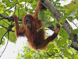 Fototapeta Do pokoju - Sumatran Orangutan, Pongo abelii, deftly moves in branches looking for food, Gunung Leuser National Park, Sumatra