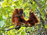 Fototapeta Do pokoju - Female Sumatran Orangutan, Pongo abelii, with cub sitting on a branch, Gunung Leuser National Park, Sumatra