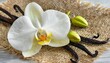 vanilla orchid on white flaxen background vanilla flowers set closeup