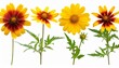 botanical collection four yellow flowers isolated on a white background top view lanceleaf coreopsis sunflower heliopsis helianthoid gaillardia elements for creating collage or design postcards