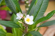 Blütenpracht der Frangipani - Nahaufnahme