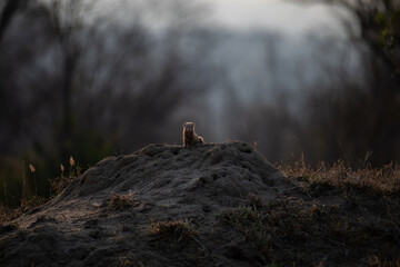 Sticker - small white animal on top of a mound of sand in front of trees