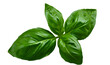 © john - A basil leaf, appetizing, authentic, with clear texture