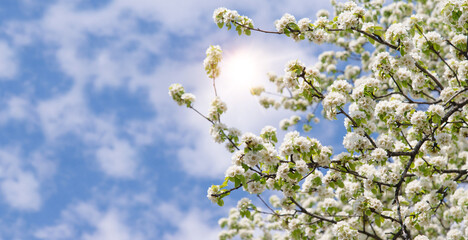 Sticker - Spring floral background in nature. Apple tree branch blossoming during flowering. Flowers and buds of apple trees on a tree in spring.	