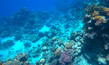 Fototapeta Do akwarium - Amazing  coral reef and fish