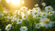 Sunlit meadow with daisies blooming, spring freshness. AI Generative.