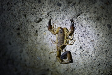 Centruroides bicolor, Buthidae family.  Is a species of bark scorpion from Central America. Costa Rica.