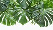 monstera leaves plant frame isolated