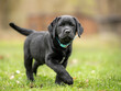 active black labrador retriever puppy dog, 8 weeks old, engaged outdoors in the meadow