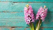 Two Fresh Pink Hyacinths Flowers On Turquoise Painted Wooden B