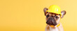 funny dog in a yellow helmet on a yellow background, dressed as an engineer. Banner