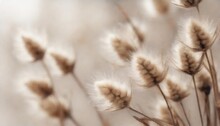 Beige Fluffy Dried Tiny Flowers Branches With Brown Seeds Beautiful Neutral Floral Vertical Wallpaper On Blur Light Background Macro