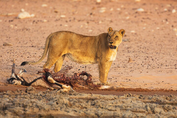 Wall Mural - lioness (panthera leo) with remains of a prey (gemsbok)