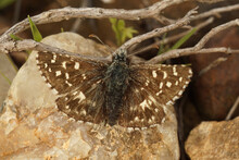 Closeup On A Small Brown Southern Grizzled Skipper Butterfly, Pyrgus Malvoides, With Spread Wings