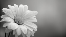 Monochrome Daisy Background With Water Drops