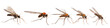 Five mosquito standing, png file of isolated cutout on transparent background
