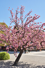 Wall Mural - 東寺の八重桜