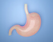 3D render of healthy human stomach on the blue background. Medical illustration.
