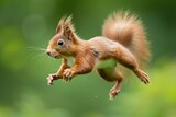 Fototapeta Zwierzęta - Eurasian red squirrel Scours vulgaris jump