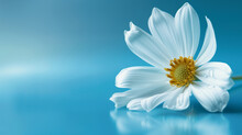 White Daisy Flower On Blue Background