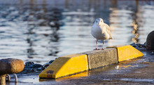 At Sunset, A Gull Hovers Around The Dock. Vega Gull, East Siberian Gull, East Siberian Herring Gull, Larus, Larus Vegae
