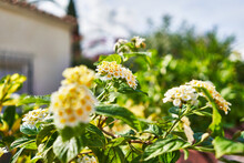 Close-up Of Vibrant Yellow Lantana Flowers Blooming In A Garden On A Bright Day, With Blurry House Background.