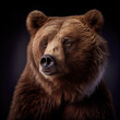Majestic Brown Bear Portrait in Studio Setting