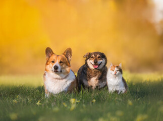 Sticker - furry friends a couple of dogs and a cat sitting together on a summer sunny meadow