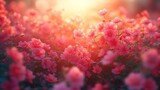 Fototapeta Kwiaty - Różowe kwiaty na polu