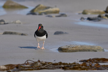 Wall Mural - Magellanic Oystercatcher (Haematopus leucopodus) on the coast of Carcass Island in the Falkland Islands.