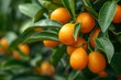 Fortunella margarita cumquats foliage and oval fruits on kumquat tree.