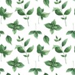 Watercolor seamless pattern with juicy, spicy mint on a white background. Illustration is hand drawn, suitable for menu design, packaging, poster, website, textile, invitation, brochure